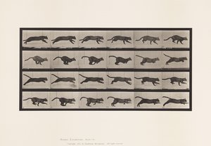 Plate 720. Cat; Galloping