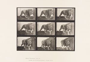 Lion; Walking