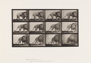 Lion; Walking, Turning Around