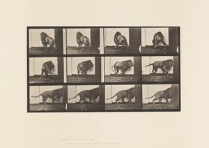Lion; Walking, Turning Around