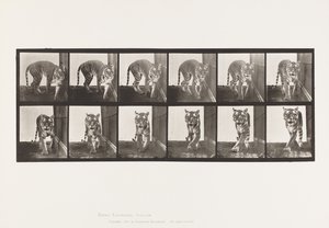 Plate 730. Tigress; Walking; Turning Around by Eadweard Muybridge