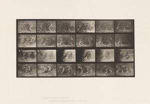 Jaquar; Walking; Turning Around by Eadweard Muybridge
