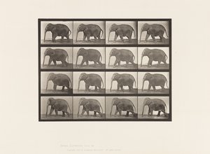 Plate 732. Elephant; Walking