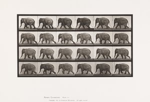 Plate 733. Elephant; Walking by Eadweard Muybridge