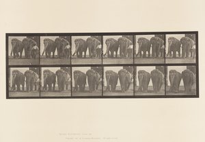Elephants; Two, Walking (Plate 734) by Eadweard Muybridge