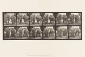 Plate 735. Elephants; Two, Walking by Eadweard Muybridge