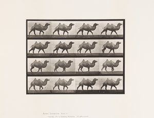 Bactrian Camel; Walking