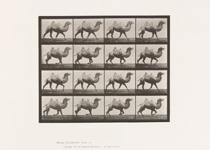 Plate 738. Bactrian Camel; Racking