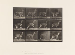 Plate 743. Guanaco; Galloping