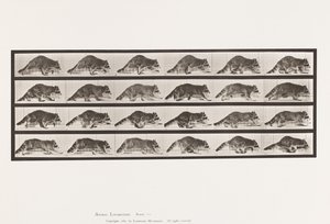 Plate 744. Raccoon; Walking; Change to Galloping