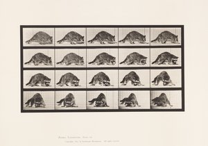 Plate 745. Raccoon; Walking; and Turning Around