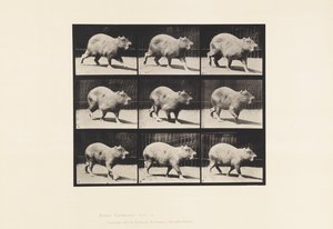 Plate 746. Capybara; Walking
