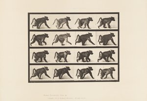 Plate 747. Baboon; Walking on All-Fours
