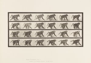 Baboon; Walking on All-Fours (Plate 748)