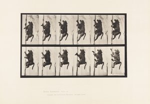 Baboon; Climbing a Pole by Eadweard Muybridge