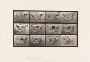 Plate 750. Sloth; Walking, Suspended on a Horizontal Pole by Eadweard Muybridge