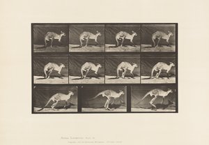 Kangaroo; Walking on All-Fours; Change to Jumping (Plate 751)