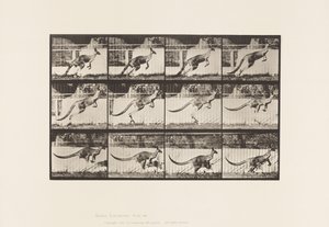 Plate 752. Kangaroo; Jumping by Eadweard Muybridge
