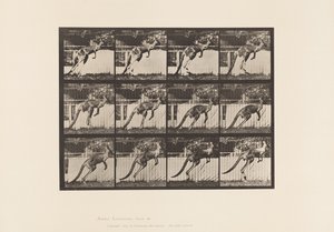Kangaroo; Jumping by Eadweard Muybridge