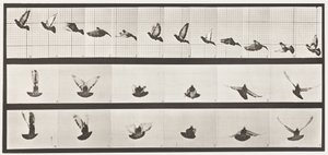 Plate 755. Pigeon; Flying by Eadweard Muybridge