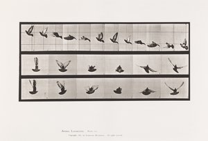 Plate 755. Pigeon; Flying by Eadweard Muybridge
