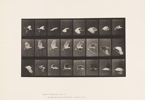 Cockatoo; Flying by Eadweard Muybridge