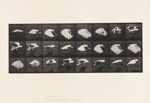 Cockatoo; Flying by Eadweard Muybridge