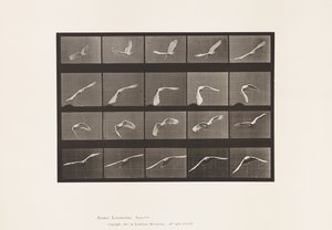 Plate 760. Cockatoo; Flying by Eadweard Muybridge