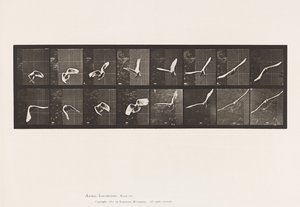 Cockatoo; Flying (Plate 761) by Eadweard Muybridge