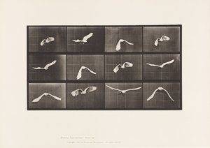 Cockatoo; Flying (Plate 762) by Eadweard Muybridge