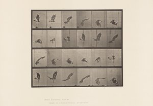 Plate 763. Red-Tailed Hawk; Flying by Eadweard Muybridge
