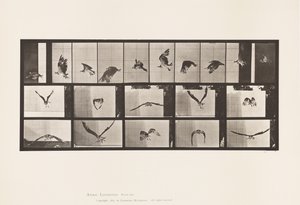 Plate 764. Fish Hawk; Flying by Eadweard Muybridge