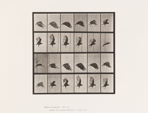 Vulture; Flying (Plate 765) by Eadweard Muybridge