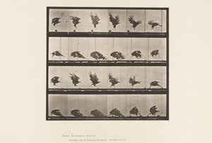 American Eagle; Flying Near the Ground by Eadweard Muybridge