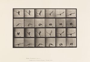 American Eagle; Flying Near the Ground (Plate 771)