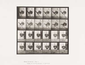 Plate 773. Ostrich; Running by Eadweard Muybridge