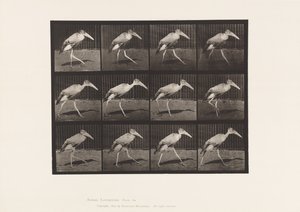 Plate 774. Adjutant; Walking