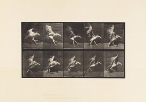 Adjutant; Flying Run