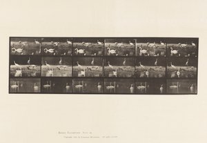 Storks; Swans, etc, A, B, C