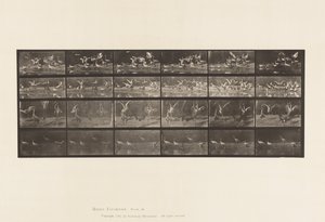 Plate 777. Storks; etc, A, B, C, D by Eadweard Muybridge