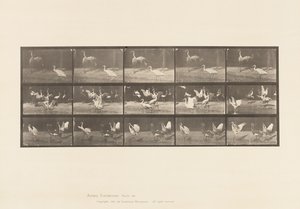 Plate 778. Storks; etc, A, B, C