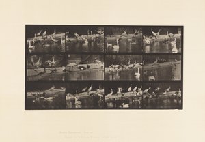 Plate 779. Storks; Swans, etc. by Eadweard Muybridge
