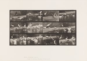 Storks; Swans, etc. (Plate 780) by Eadweard Muybridge