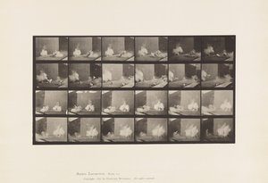 Chickens; Scared by Torpedo by Eadweard Muybridge