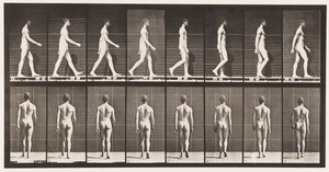 Plate 8. Walking by Eadweard Muybridge