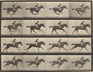 Plate Number 626. Gallop, thoroughbred bay mare, Annie G.