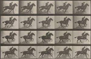 Plate Number 628. "Daisy" Galloping by Eadweard Muybridge