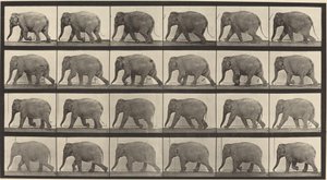 Plate Number 733. Elephant Walking