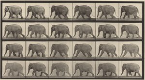 Plate Number 733. Elephant Walking by Eadweard Muybridge
