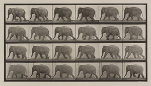 Plate Number 733. Elephant walking